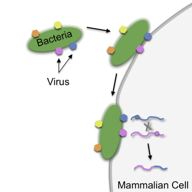 Cusabio Virus & Bacteria Recombinants
